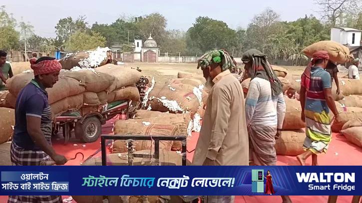 কুষ্টিয়ায় তুলার হাটে দাম না পাওয়ায় ক্ষুব্ধ চাষি