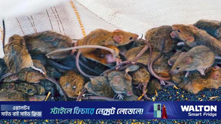 অস্ট্রেলিয়ার কৃষকদের আতঙ্কের নাম ইঁদুর