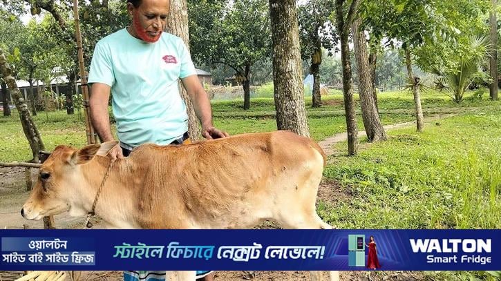 গাজীপুরে লাম্পি স্কিনে আক্রান্ত গরু, বাড়ছে খামারিদের দুশ্চিন্তা