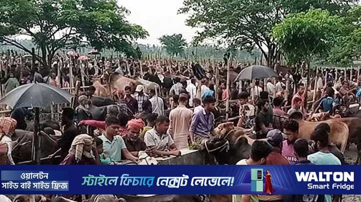 হবিগঞ্জে জমতে শুরু করেছে কোরবানির পশুর হাট
