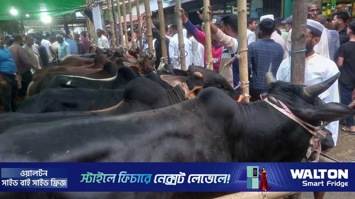 মৌলভীবাজারে গভীর রাত পর্যন্ত পশু বেচাকেনা