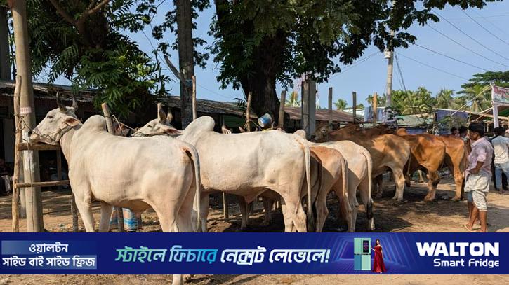 গো-খাদ্যের দাম বাড়ায় চিন্তায় খামারিরা, মাঝারি গরুতে নজর ক্রেতাদের