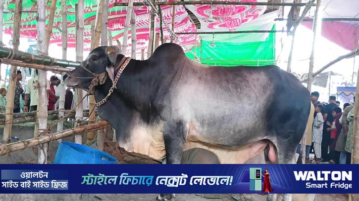 গরুর দামে আগুন, মেপে পা ফেলছেন ক্রেতারা