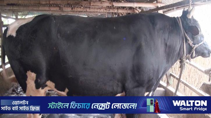 কোরবানির হাট কাঁপাতে প্রস্তুত ‘দক্ষিণবঙ্গের কালো পাহাড়’ ও ‘ইরফান’
