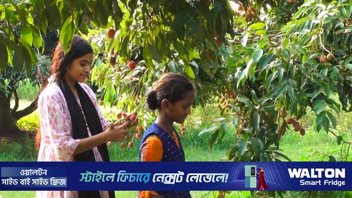সবার জন্য উন্মুক্ত ২০০ গাছের লিচু 