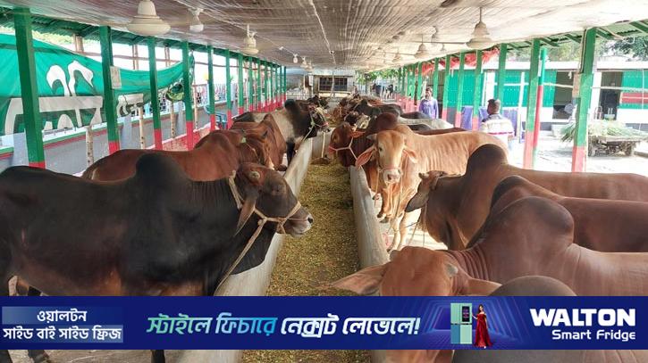 পাবনায় চাহিদার দ্বিগুণ পশু প্রস্তুত, লাভের আশা খামারিদের