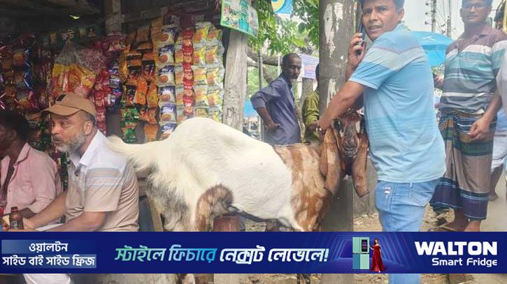 দেড় মণের ‘সঞ্চয়’, দাম হাঁকা হচ্ছে সোয়া লাখ