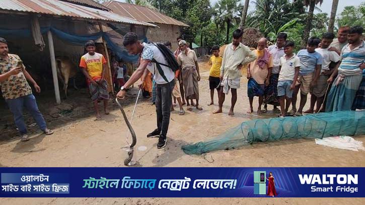 বগুড়ায় ৬ ফুট লম্বা পদ্ম গোখরা উদ্ধার, পরে অবমুক্ত