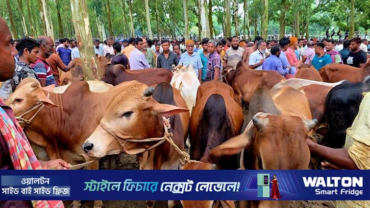 ঠাকুরগাঁওয়ে কমছে পশুর দাম, শঙ্কায় খামারিরা