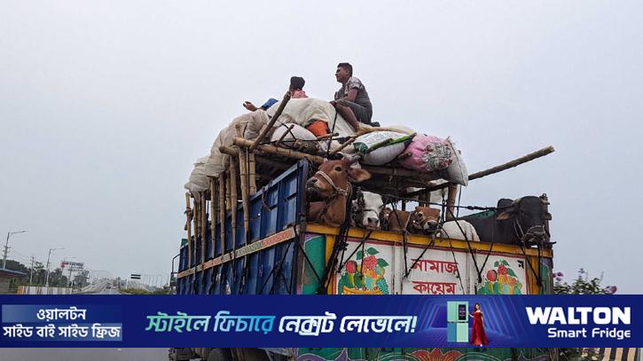 ‘কোরবানির গরুর গাড়ি নিয়ে টানাটানি করলে কঠোর ব্যবস্থা’ 