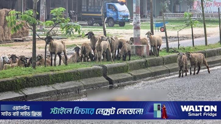 মৃত সঙ্গীর অপেক্ষায় দেড় ঘণ্টা দাঁড়িয়ে রইল ভেড়ার পাল