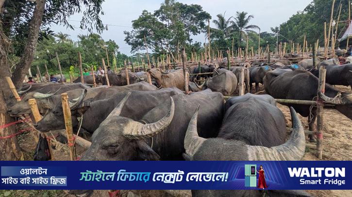 জামালপুরে মহিষের গুঁতায় প্রাণ গেল ২ জনের