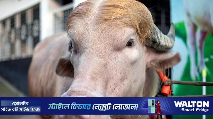 কত টাকায় বিক্রি হলো আলোচিত মহিষ ‘ডোনাল্ড ট্রাম্প’