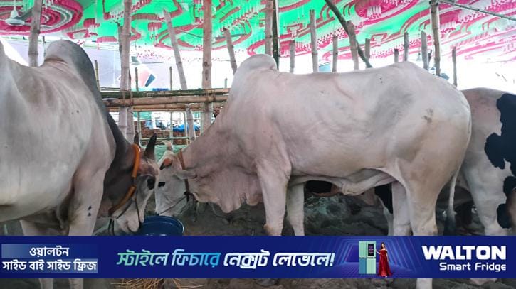গাবতলী কাঁপাচ্ছে চার বন্ধুর ‘কেটুএন অ্যাগ্রো’র রাজকীয় গরু