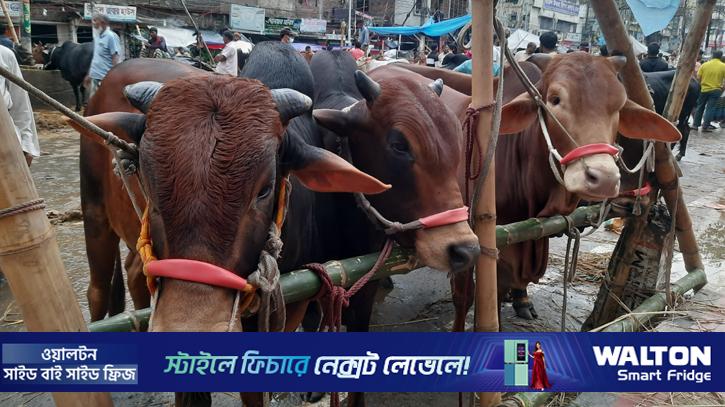 পোস্তগোলা হাটে জমজমাট বিক্রি, চাহিদায় মাঝারি গরু