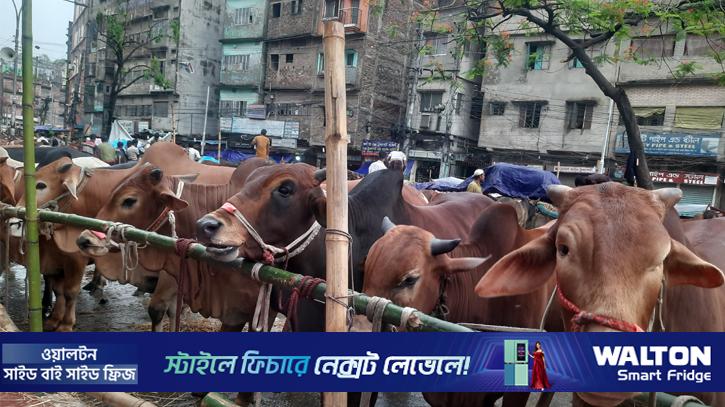 ধোলাইখাল হাটে ছোট ও মাঝারি গরুর চাহিদা, দামও বেশি
