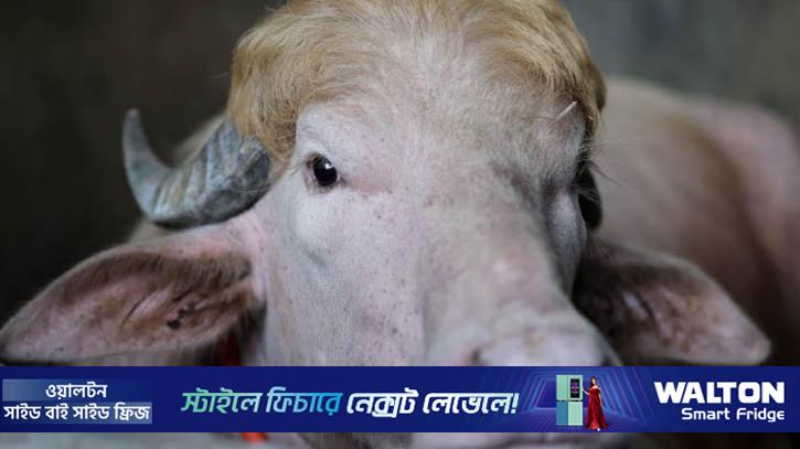 বিশ্বজুড়ে ভাইরাল বাংলাদেশের মহিষ ‘ডোনাল্ড ট্রাম্প’