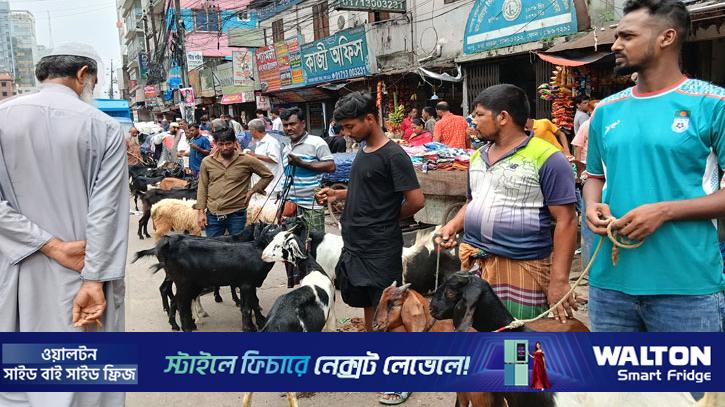 রাজধানীতে সড়কে ছাগলের হাট, বাড়ছে ভোগান্তি