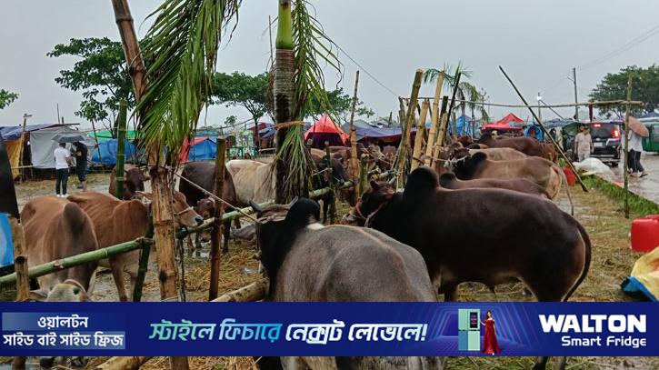গরুর হাটে বৃষ্টির বাগড়া, ভোগান্তিতে ক্রেতা-বিক্রেতারা