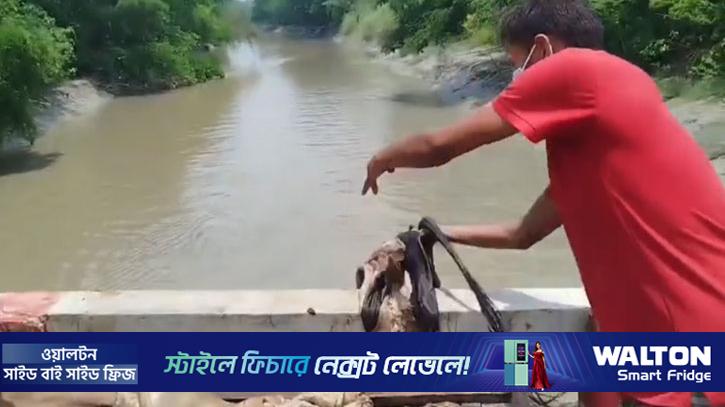 ন্যায্যমূল্য না পেয়ে নদীতে চামড়া ফেললেন ব্যবসায়ীরা