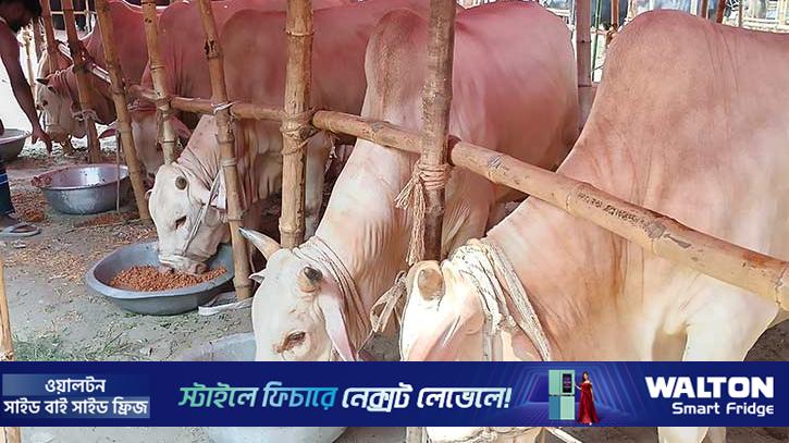 বিদেশি জাত টেক্কা দিয়ে সৌন্দর্য বনেদিয়ানা ধরে রেখেছে মিরকাদিমের গরু