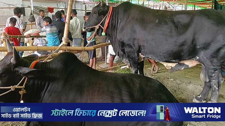 মানিকের ওজন ১ টন, রতনের ৯৫০ কেজি
