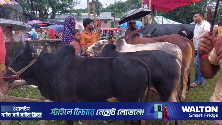 সুনামগঞ্জে ছোট-মাঝারি ষাঁড়ের দাম চড়া