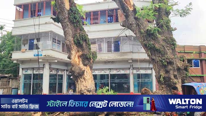 শুকনো ডাল কাটার অনুমতি নিয়ে শতবর্ষী গাছ কর্তন